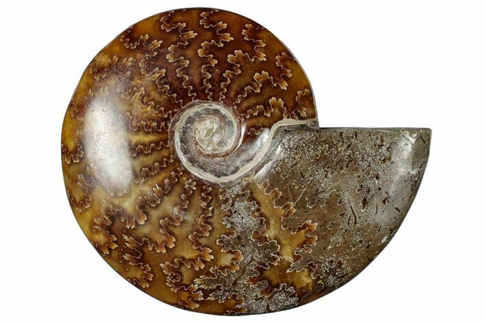 Polished Cretaceous Ammonite (Cleoniceras) Fossil - Madagascar #305942